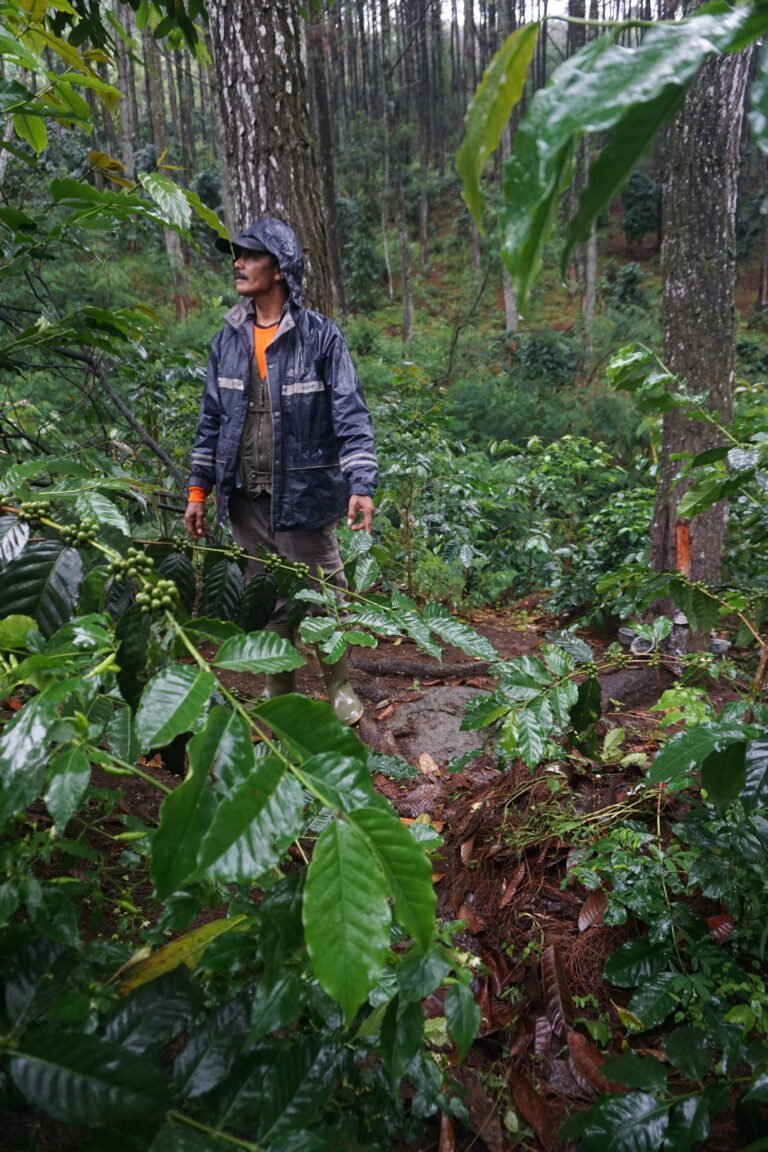 Capacity Building Sustainability and Value Added in Agricultural Supply Chains in Indonesia (SASCI+)