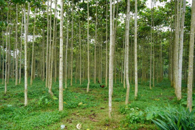 Environmental and Social Due Diligence (ESDD) for Rubber Plantations Company, Jambi Province