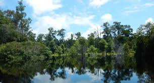 Value Chain Development Potential and Market Access and Competitiveness for Three Agroforestry Commodities for Sustainable Use of Peatland and Haze Mitigation in ASEAN