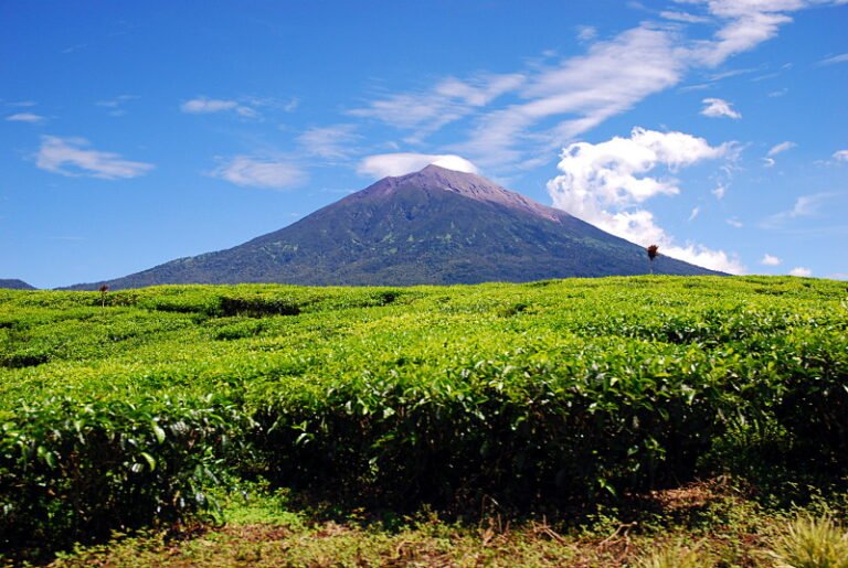 Biodiversity Action Plan for Graho Nyabu Geothermal Project