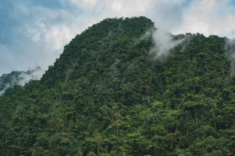 Position Paper on Geothermal Potential Development Activities within the Tropical Rain Forest Heritage of Sumatra (TRHS)