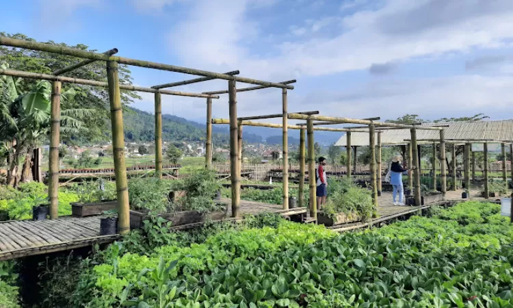 Menghidupkan Kebun Kota: Kecil Tapi Berdampak